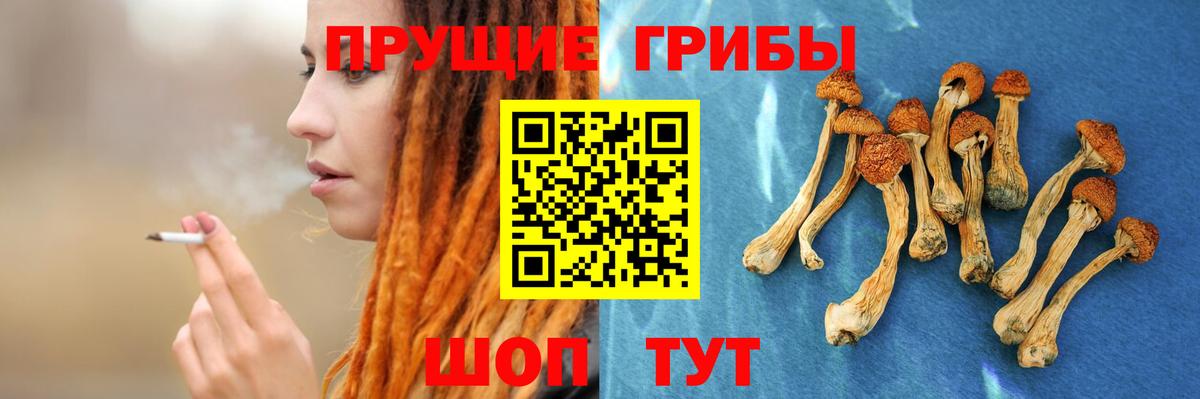 Галлюциногенные грибы Psilocybine cubensis Чебаркуль